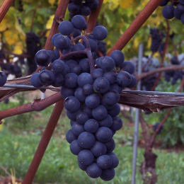 vitis vinifera -marechal foch